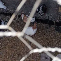 کفتر جفتگاه