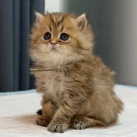 گیسو کمند لانگ هیر بریتیش