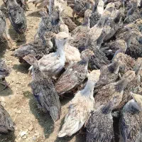 بوقلمون 2ماهه