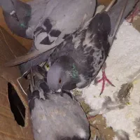 کفتر