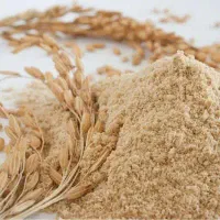 جوانه گندم بین استار