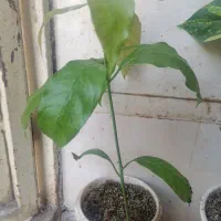 نهال انبه