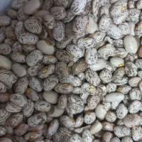 لوبیا چیتی