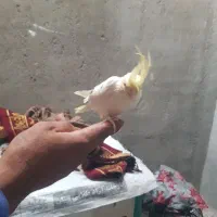 یک عروس هنلندی یک جفت مرغ عشق یک جفت طوطی متوله