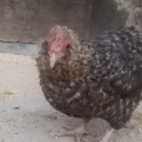 مرغ وخروس جوجه ،آمروک گلینی