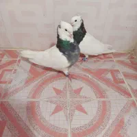 طوقی