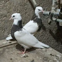 کبوتر طوقی