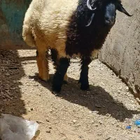 بره نر قوچ مال جنی درجه یک گاو بز گوسفند
