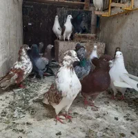 کبوتر پرشی