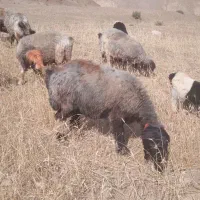 میش بره داشتی