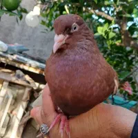 کبوتر سرخ دم سفید