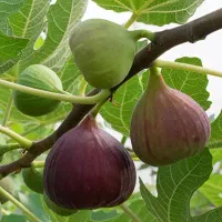انجیر شیرین و عسلی تازه چیده شده .درهشهر اسدآباد