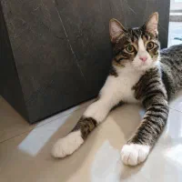 واگذاری گربه نژاد dsh