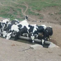 فروش گاو