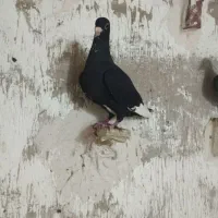 جونگ پلنگ فروشی