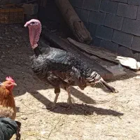 بوقلمون