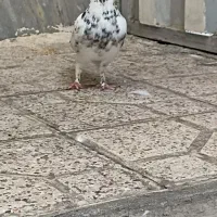 کفتر|پرنده|تهران, شوش (باغ آذری)|دیوار