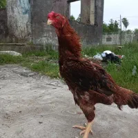 خروس و مرغ و تخم لاری