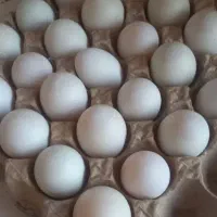 تخم اردک درجه 1