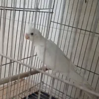 عروس هلندی نر مست مست