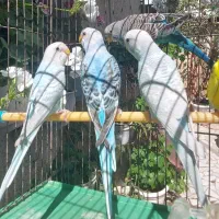 مرغ عشق البینو