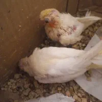 فروش پرندگان دستی و اهلی