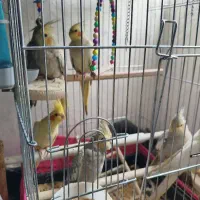 هشت عدد عروس هلندی