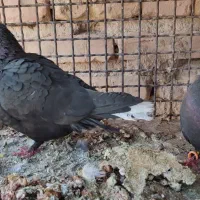 جفت زاغ دمسفید کلاغ
