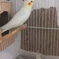 جوجه عروس هلندی