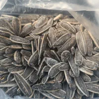 تخمه کانادایی170دون