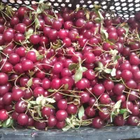 فروش آلبالو و زرد آلو درجه یک عالی روستا مارکده