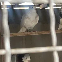 معاوضه کبوتر با پول