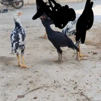 دو عدد جوجه خروس و مرغ لاری اصیل