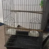قفس پرنده