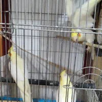 عروس هلندی