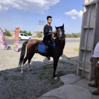 اسب نریان نژاد دار
