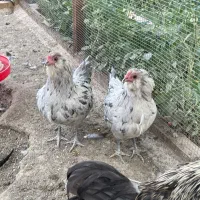 مرغ خروس امروکانا