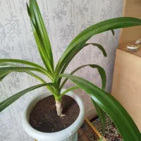 گل موزی