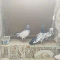 3عدد عشق به فروش میرسد