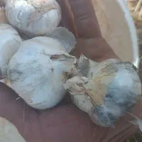 موسیر|خوردنی و آشامیدنی|اسدآباد, |دیوار