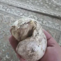موسر درشت و تازه