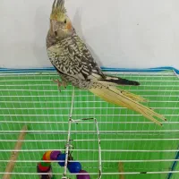 جوجه عروس هلندی مرواریدی