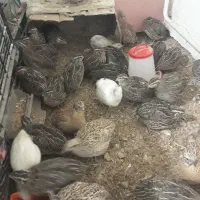 بلدرچین