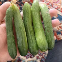 خیار محلی