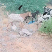بزبا دو کهر نر