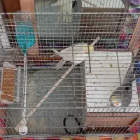 عروس هلندی نر و ماده