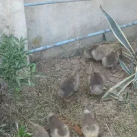 جوجه غاز  35 روزه