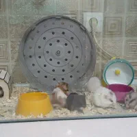 تعدادی همستر سوری کینگ نر و ماده خانگی