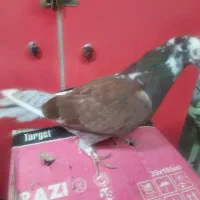 9 عدف کبوتر