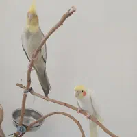 عروس نر و ماده